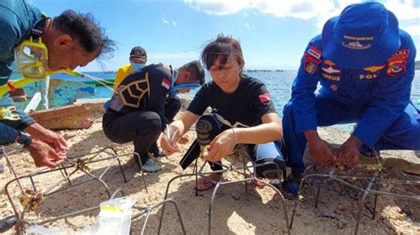 Hancur Diterjang Badai Seroja 150 Terumbu Karang Kota Kupang Di