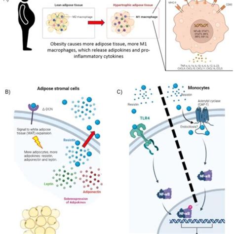 Blocking the interaction between resistin and their receptors Δ DCN