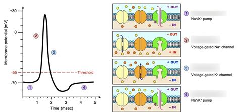 Action Potentials Diagram Quizlet