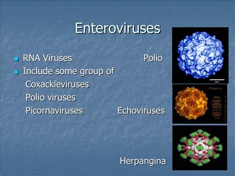 Ppt Enteroviruses Powerpoint Presentation Free Download Id6333497