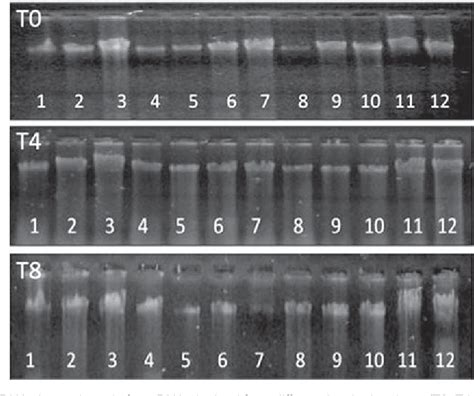 Figure 1 From Buccal Cells Dna Extraction To Obtain High Quality Human