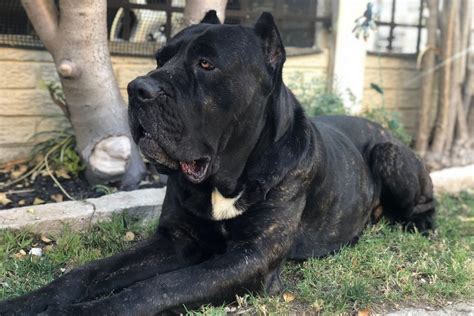 The Cane Corso Lifespan How Long Will Your Best Friend Be Around