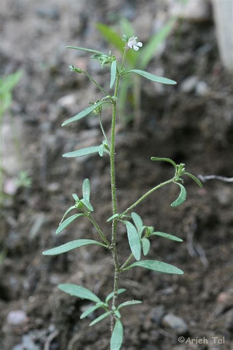 Chaenorhinum Minus Dwarf Snapdragon Go Botany