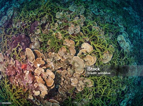 Group Of Coral Reef Underwater Top Down View Stock Photo Download