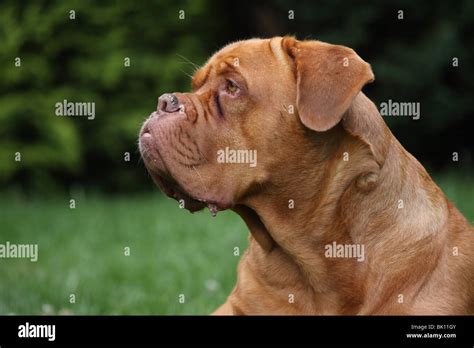 French Mastiff Portrait Stock Photo Alamy