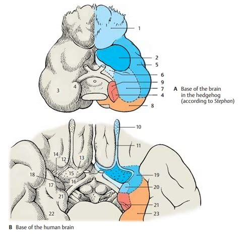 Paleocortex