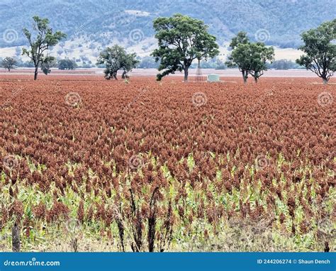 Field Of Sorghum Ready For Harvest Stock Photo Image Of Agriculture