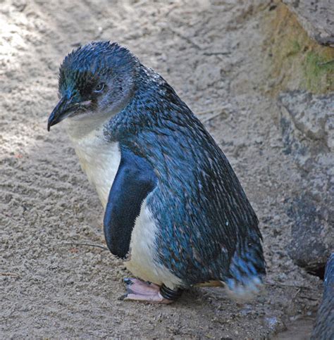 Fairy Penguins of Phillip Island - Crystal Pyramid Productions