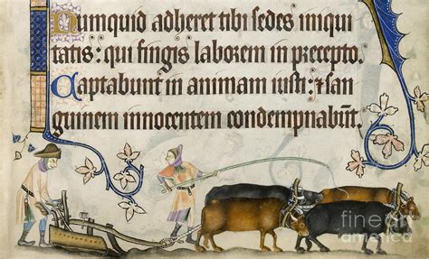 Medieval Ploughing Luttrell Psalter Photograph By British Library