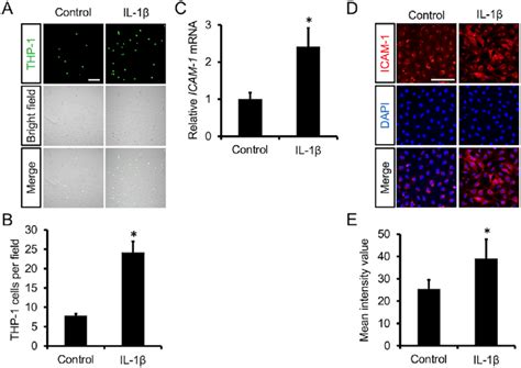 Effects Of Il On Monocyte Adhesion To Human Endothelial Cells A