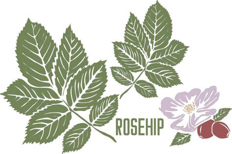 40 Wild Rose Logo Stock Illustrations Royalty Free Vector Graphics