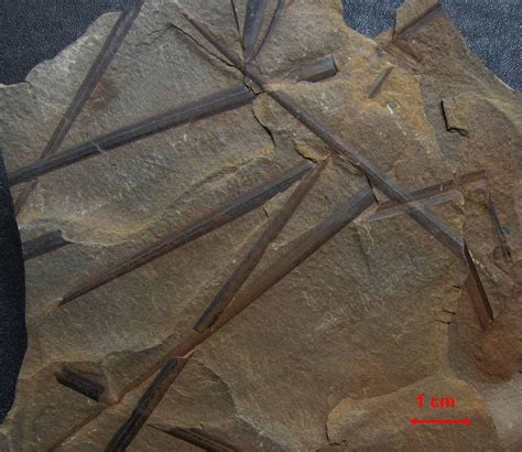 Lycopod leaves - Members Gallery - The Fossil Forum