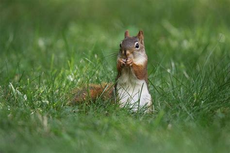 Red Squirrel Finds Food In The Grass Photograph By Sue Feldberg Fine