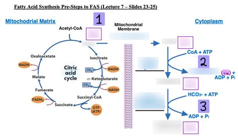 Fatty Acid Synthesis Pre Steps To Fas Diagram Quizlet