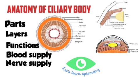 Anatomy Of Ciliary Body Pars Plicata Pars Plana Youtube