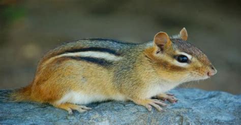 180 Best and Amazing Chipmunk Name Ideas