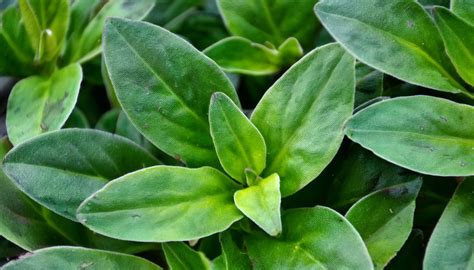 Staurogyne Repens Care Tips For Growing And Maintaining