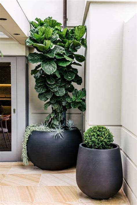 Contemporary Meets Classic Garden Large Outdoor Planters Indoor Plants Indoor Plant Pots