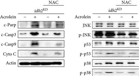 The Effect Of NAC On Acrolein Induced Toxicity In Idh2 Knockdown LLC