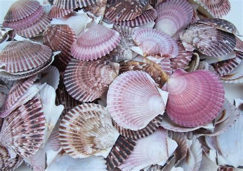 Wholesale Pecten Purpuratus Shells Purple Scallop