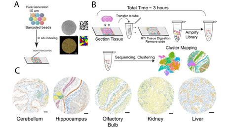 Spatial Transcriptomics Methods And Multi Omic Integration