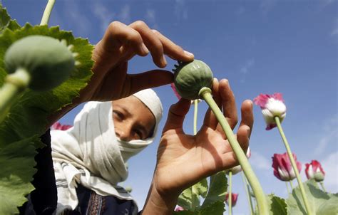 Afghanistan Is Home to 400,000 Football Fields Worth of Opium - Newsweek