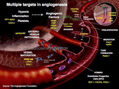 Resources The Angiogenesis Foundation