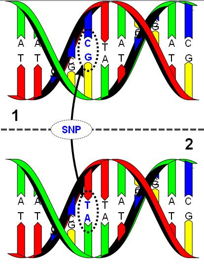 Single Nucleotide Polymorphism Wikidoc