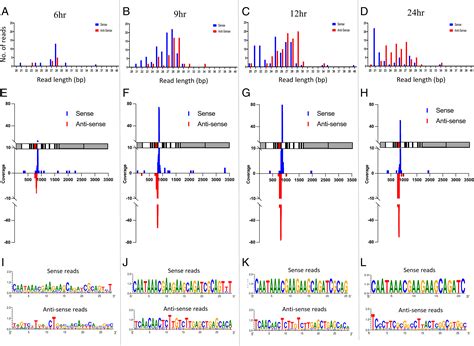 Silencing Rnas Expressed From W Linked Pxymasc “retrocopies” Target