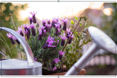 Types Of Lavender Growing Info Proflowers Blog Planting Lavender