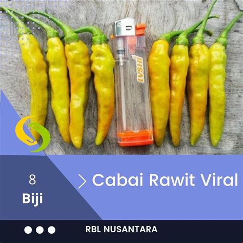 Jual 8 Bibit Cabe Rawit Viral Buah Super Besar Benih Sayuran Cabai