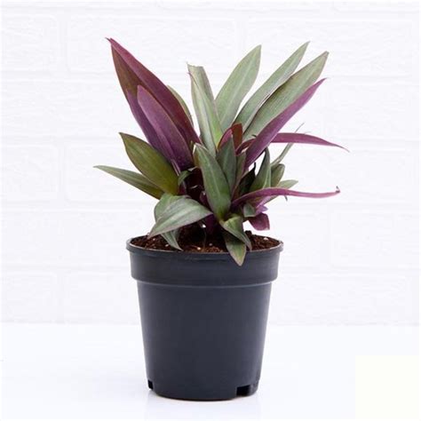Fast Growth Tradescantia Spathacea Rhoeo Plant Oyster Plant For Home
