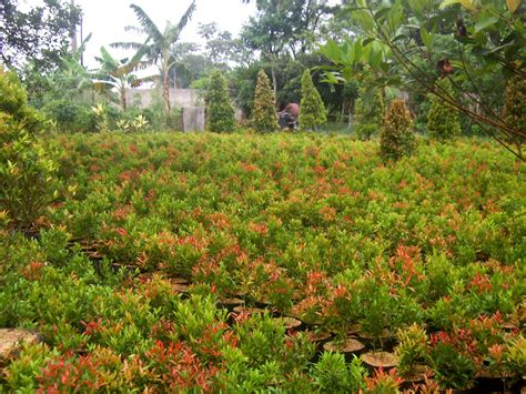 Cara Merawat Tanaman Pucuk Merah Yang Paling Istimewa Tips Merawat