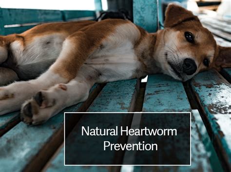 Natural Heartworm Prevention | Best Heartworm Medicine for Dogs