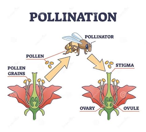 Pollination Services to Agro Industries - Boost food Production