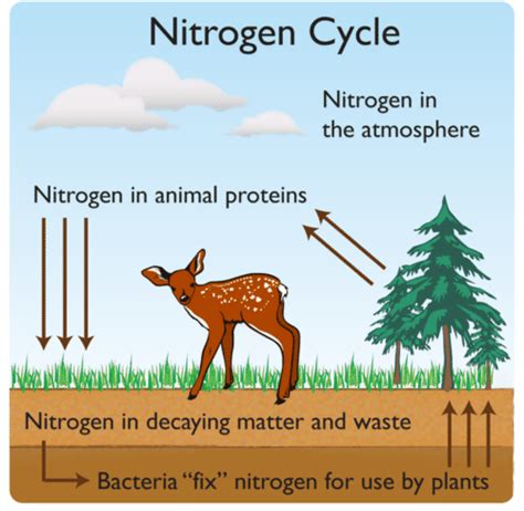 Nitrogen Cycle In Ecosystems Ck Foundation