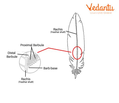 Feather Follicle Anatomy