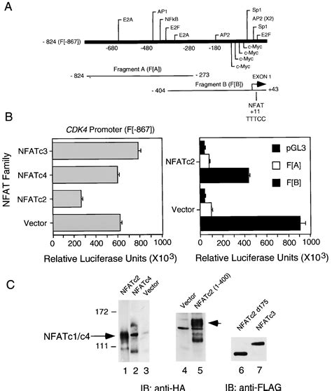 NFATc2 Mediated Repression Of Cyclin Dependent Kinase 4 Expression