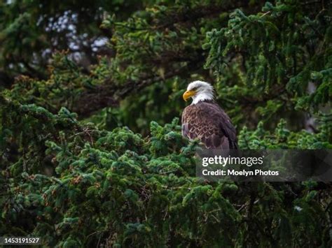 159 Bald Eagle Haines Alaska Stock Photos High Res Pictures And