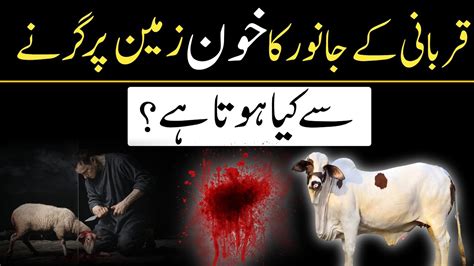 Qurbani Ke Janwar Ka Khoon Zameen Par Girne Se Pehle Kia Hota Hai