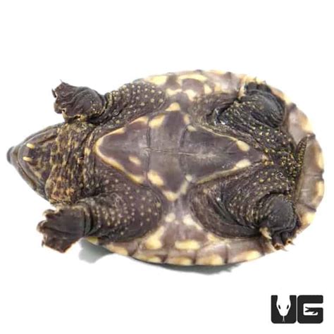 Baby Chiapas Giant Musk Turtles For Sale - Underground Reptiles