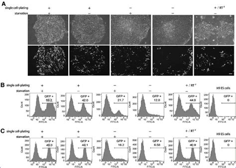 Egfp Reporter Expression In Hes Cells Following Transfection With The Download Scientific