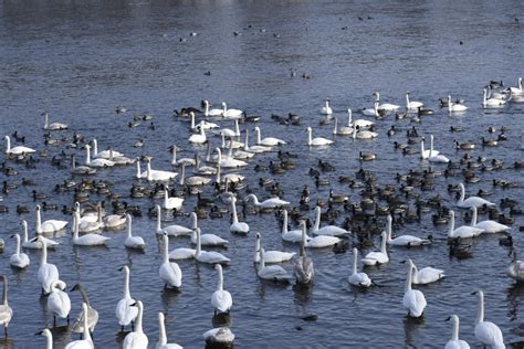 Swan Park A Cacophony Of Sounds