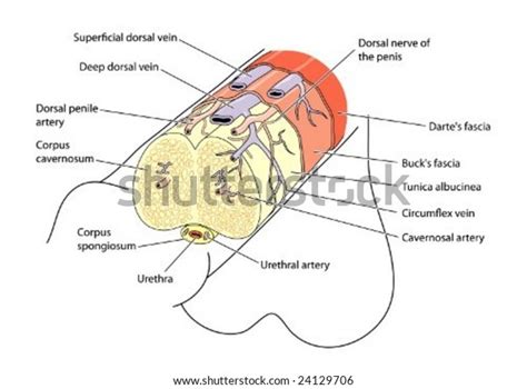 anatomy penis labeled vector  san mien phi ban quyen