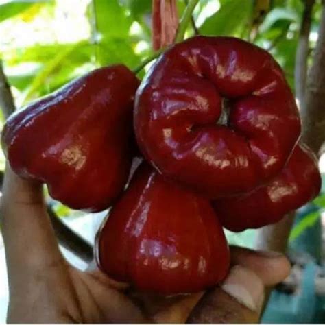 Jual Bibit Jambu Air Citra Cepat Berbuah Shopee Indonesia