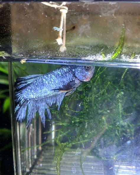 14 Betta Fish Diseases: Symptoms & Treatment - AC Aquarium Life