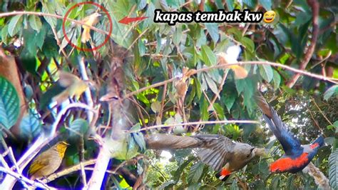 Mikat Burung Masteran Yang Sekarang Lagi Di Minati Para Kicau Mania