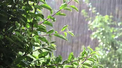 Comment La Pluie Affecte Les Arbres Fruitiers La Pr Vention