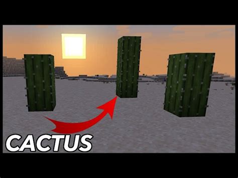 How To Farm Cactus In Minecraft Bedrock Edition