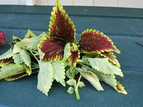 Photo Of The Stem Scape Stalk Or Bark Of Coleus Coleus